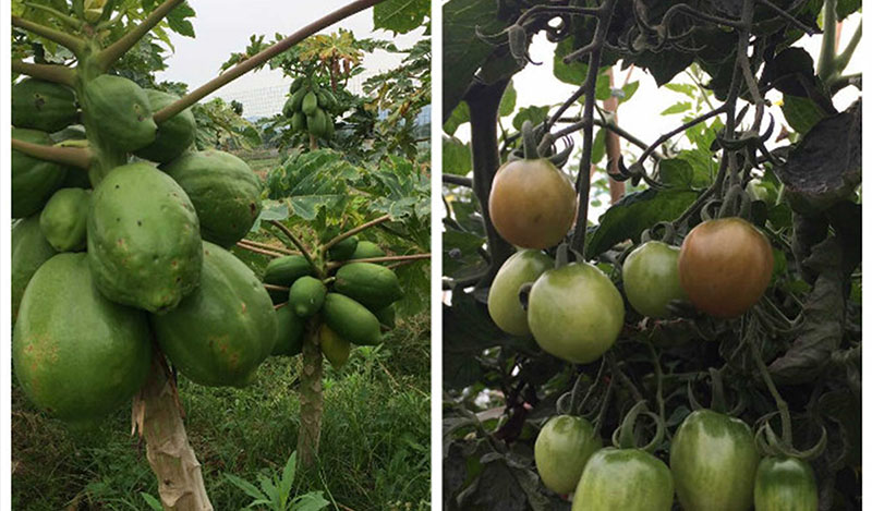 踏尋春野---記容大科技國際部四月香山巖榮杰園一日游 踏尋春野---記容大科技國際部四月香山巖榮杰園一日游